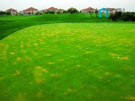 Golf King(4)