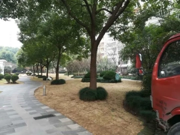 Rainbow Garden(4)