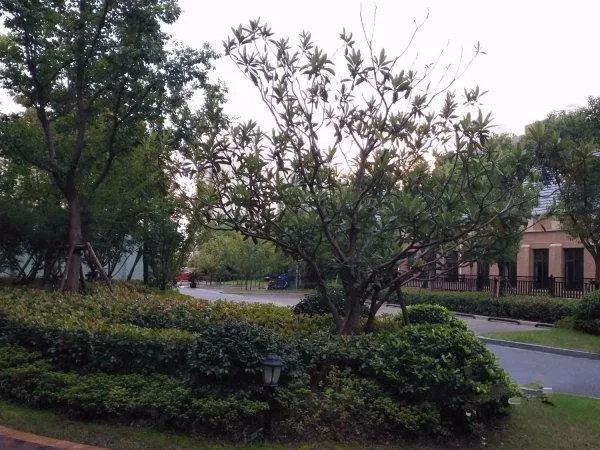 The Mansion(3)